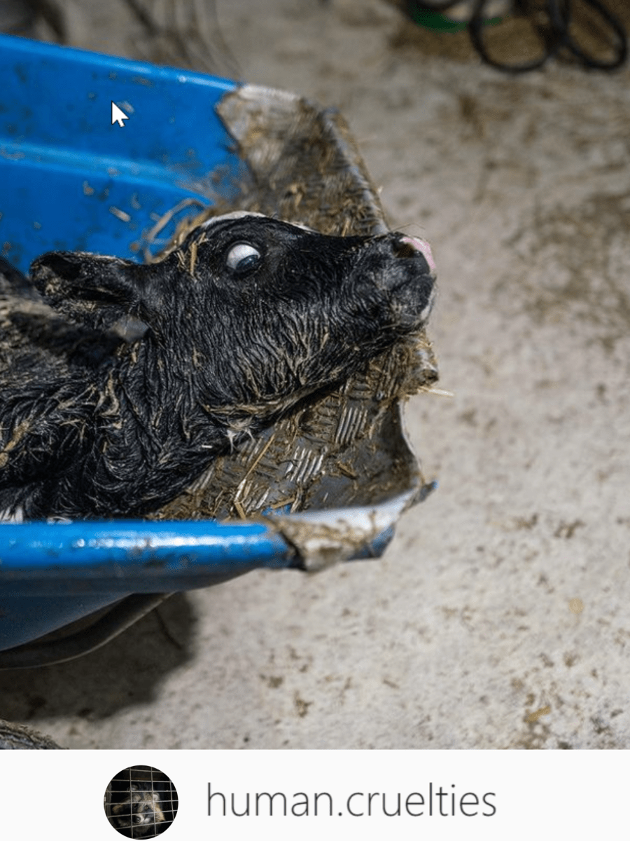 Animal rights photographer ”Simon”