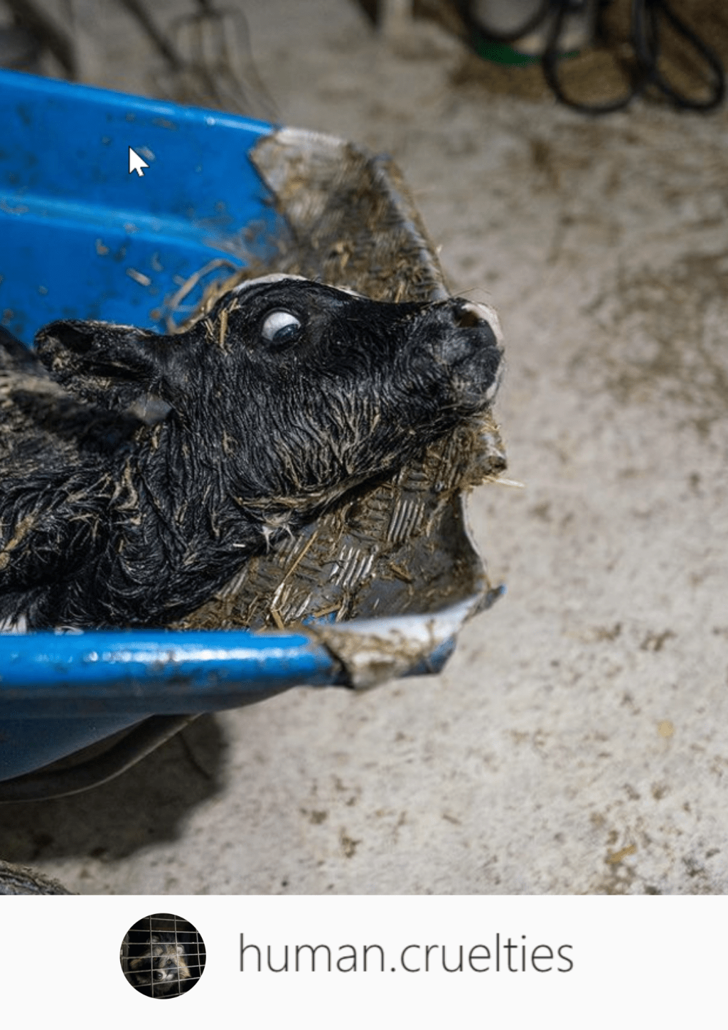 Animal rights photographer ”Simon”