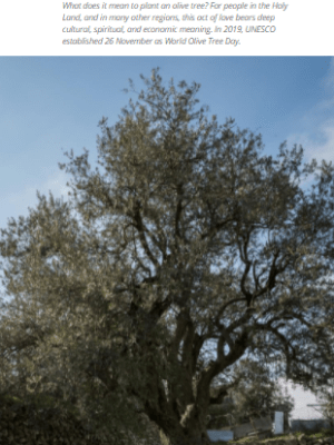 On World Olive Tree Day, planting is an act of&nbsp;love